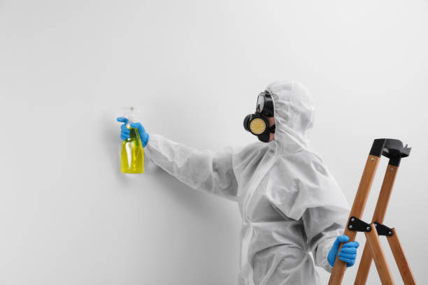 Mold Odor Removal Services in Port Hadlock Irondale, WA